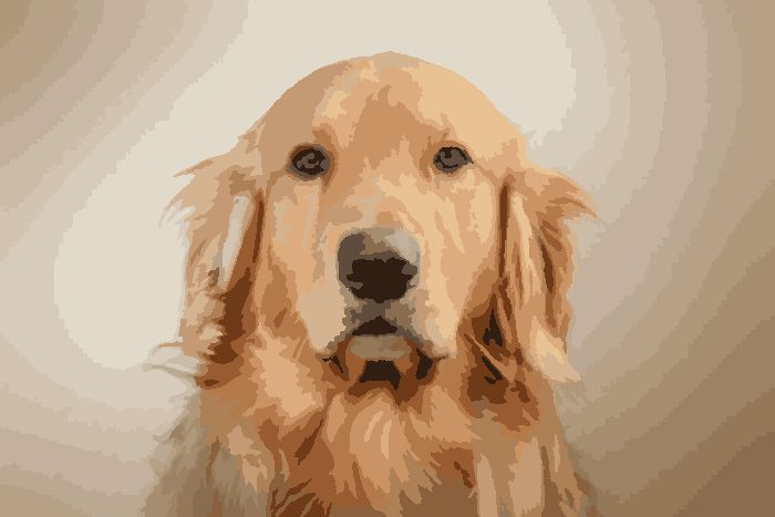 The golden retriever as a paint-by-number painting
