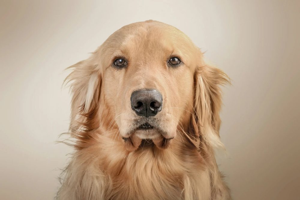 Original pet photograph of a golden retriever